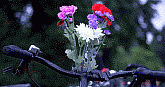 uli_img_9758rand.gif
